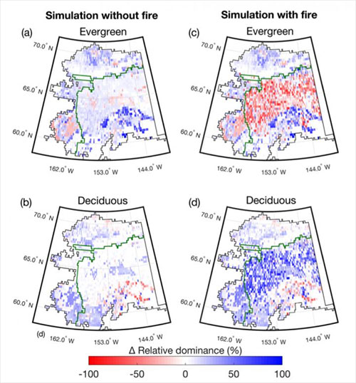 jpg Deciduous broadleaf trees increase and evergreen conifer trees decrease in interior Alaska between now and 2100 because of warming and wildfire in the boreal forest.