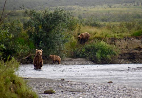Bears alert scientists to secret salmon streams