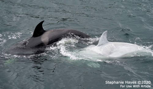 White killer whale spotted in Southeast Alaska 