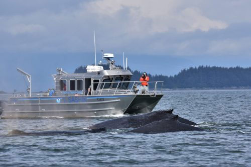 jpg Canceled tour season allows study of undisturbed humpback whales 