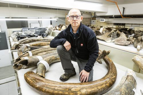 jpg Mat Wooller, director of the Alaska Stable Isotope Facility, kneels among a collection of mammoth tusks at the University of Alaska Museum of the North.
