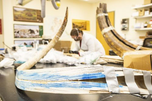 jpg A split mammoth tusk rest on a table at the Alaska Stable Isotope Facility at the University of Alaska Fairbanks. Karen Spaleta, deputy director of the facility, prepares a piece of mammoth tusk for analysis in the background.
