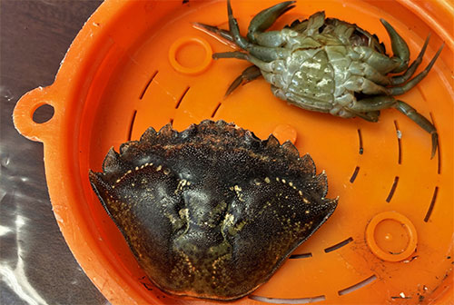 Green Crab Detected in Alaska for the First Time