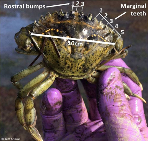 jpg Identifying an invasive green crab.