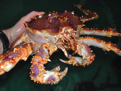 jpg Blue King Crab