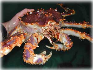 jpg Blue King Crab click here