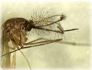 jpg mosquitoe