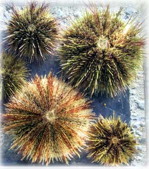 jpg green sea urchins