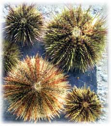 jpg sea urchins