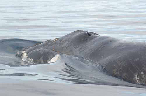 jpg North Pacific Right Whale