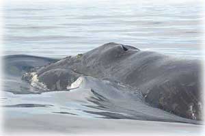 jpg North Pacific Right Whale