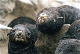 jpg Norther Fur Seal Pups