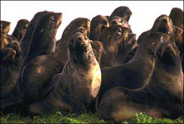 jpg Northern Fur Seals
