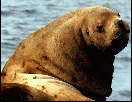 jpg Steller Seal Lion