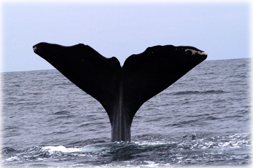 jpg sperm whale tail