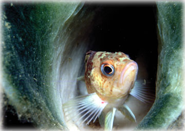 jpg Copper rockfish