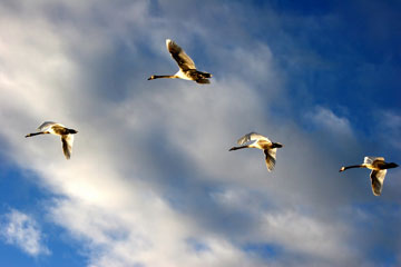 jpg Flying geese