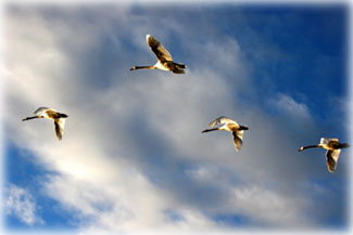 Formation flying makes migration less of a drag...