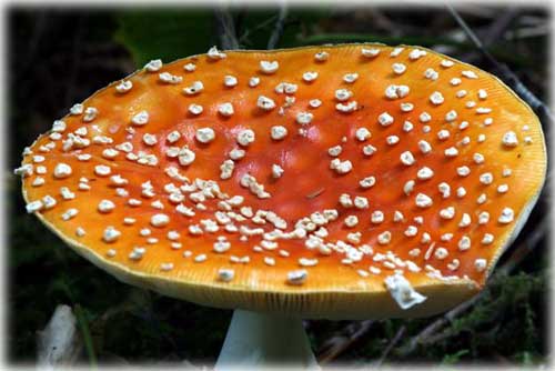 jpg Amanita mushroom