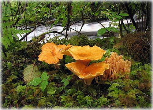 jpg Colorful Mushrooms