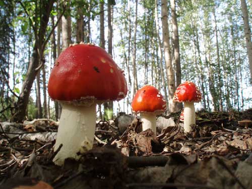 jpg Alaska mushroom