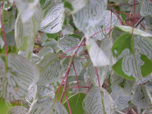 jpg Aspen leaves