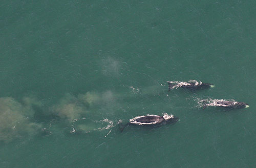 jpg Autumn waters north of Barrow heavy with whales