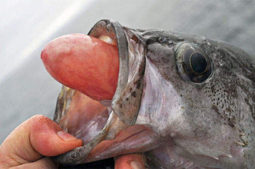 jpg Outreach Aims To Help Anglers Conserve Rockfish Through Avoidance, Proper Deepwater Release 