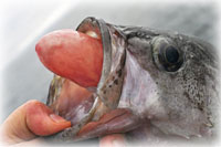 Outreach Aims To Help Anglers Conserve Rockfish Through Avoidance, Proper Deepwater Release