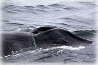 RESPONSE TEAM STILL TRYING TO FREE ENTANGLED HUMPBACK 