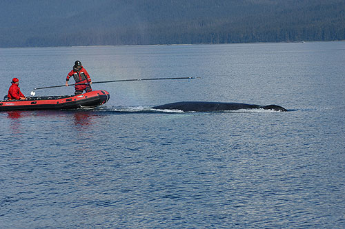 jpg Response team removes more gear from entangled whale, ends efforts