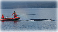 Response team removes more gear from entangled whale, ends efforts