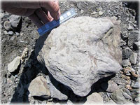 New dinosaur site discovered along Yukon River