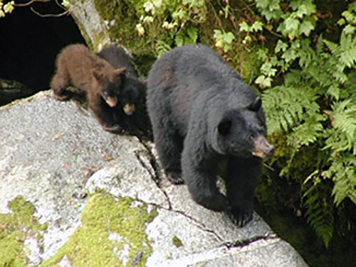 jpg U.S. Forest Service Chief Responds to Concerns Over Proposed Wilderness Photography Permits