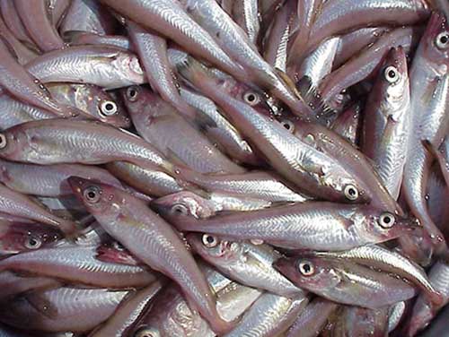 jpg Big Increase in Bering Sea Pollock Survey Abundance Estimates Reported