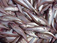 Big Increase in Bering Sea Pollock Survey Abundance Estimates Reported