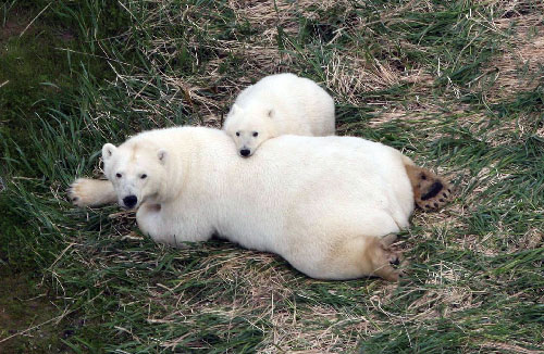 jpg Polar bears may survive ice melt, with or without seals 