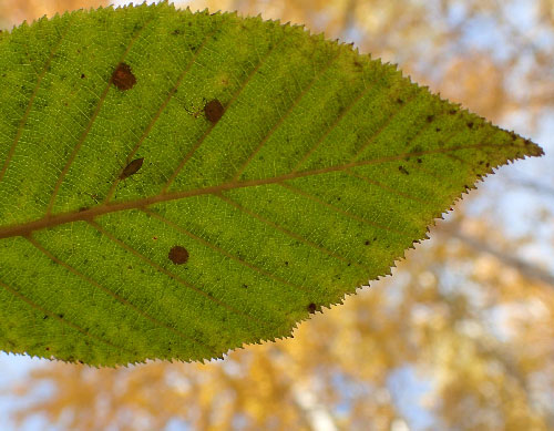 jpg Alders go their own way in autumn 
