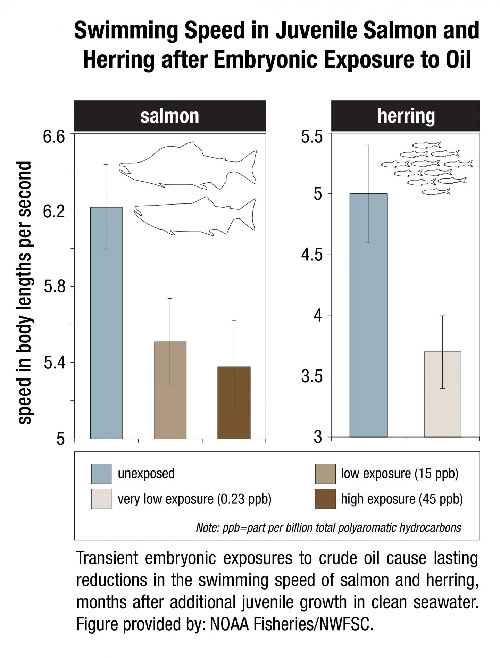 jpg New study finds delayed effects of Exxon-Valdez oil spill compromise long-term fish survival 