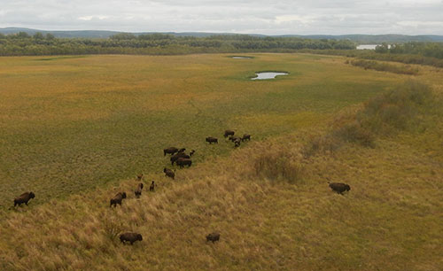 jpg Wood bison finding home in Alaska