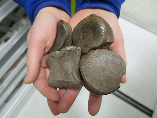 jpg A handful of dinosaur bones found at the Liscomb Bone Bed on the Colville River, northern Alaska. 