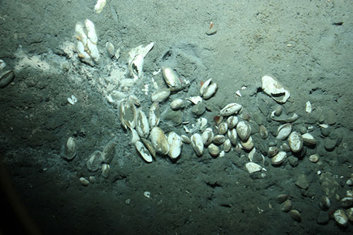 jpg Actively Venting Underwater Volcano Discovered in Dixon Entrance