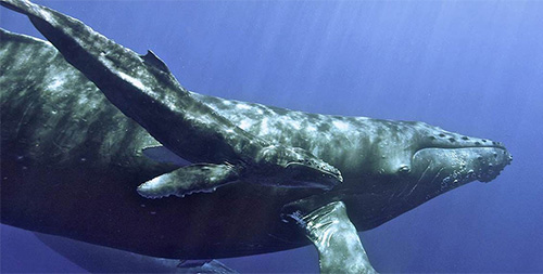 jpg Successful conservation efforts pay off for humpback whales