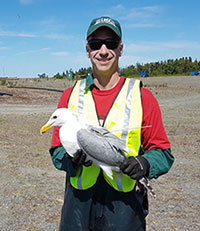 Gulls in Alaska Found to Carry Antibiotic Resistant E. coli