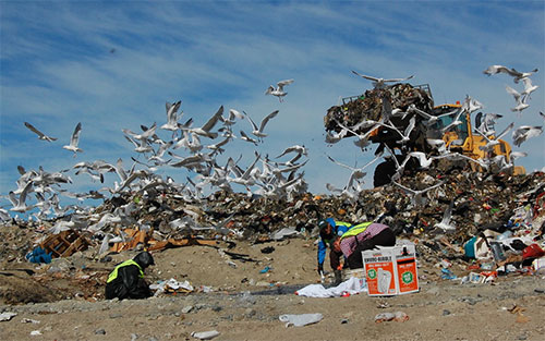 jpg Gulls in Alaska Found to Carry Antibiotic Resistant E. coli 