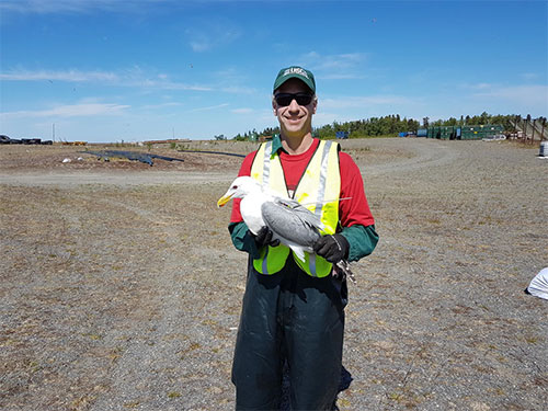 jpg John Reed (USGS scientist) holding a gull marked with a satellite transmitter at the Soldotna landfill in June 2016.