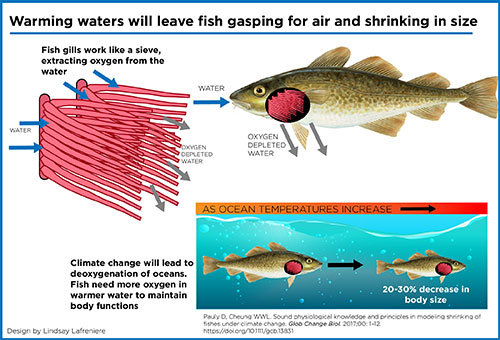 jpg Warmer waters from climate change will leave fish shrinking, gasping for air 