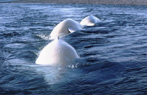 jpg Project to investigate beluga whales’ failure to rebound
