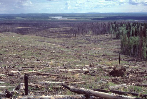 jpg Forest regeneration experiment of 30 years yields results 