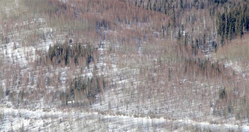 jpg The rectangular plots of dark green vegetation in this 2014 aerial photograph show white spruce trees thriving in parts of a post-wildfire forest regeneration test area established almost 30 years earlier by researchers. 